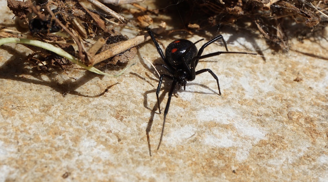 Black Widow Spider