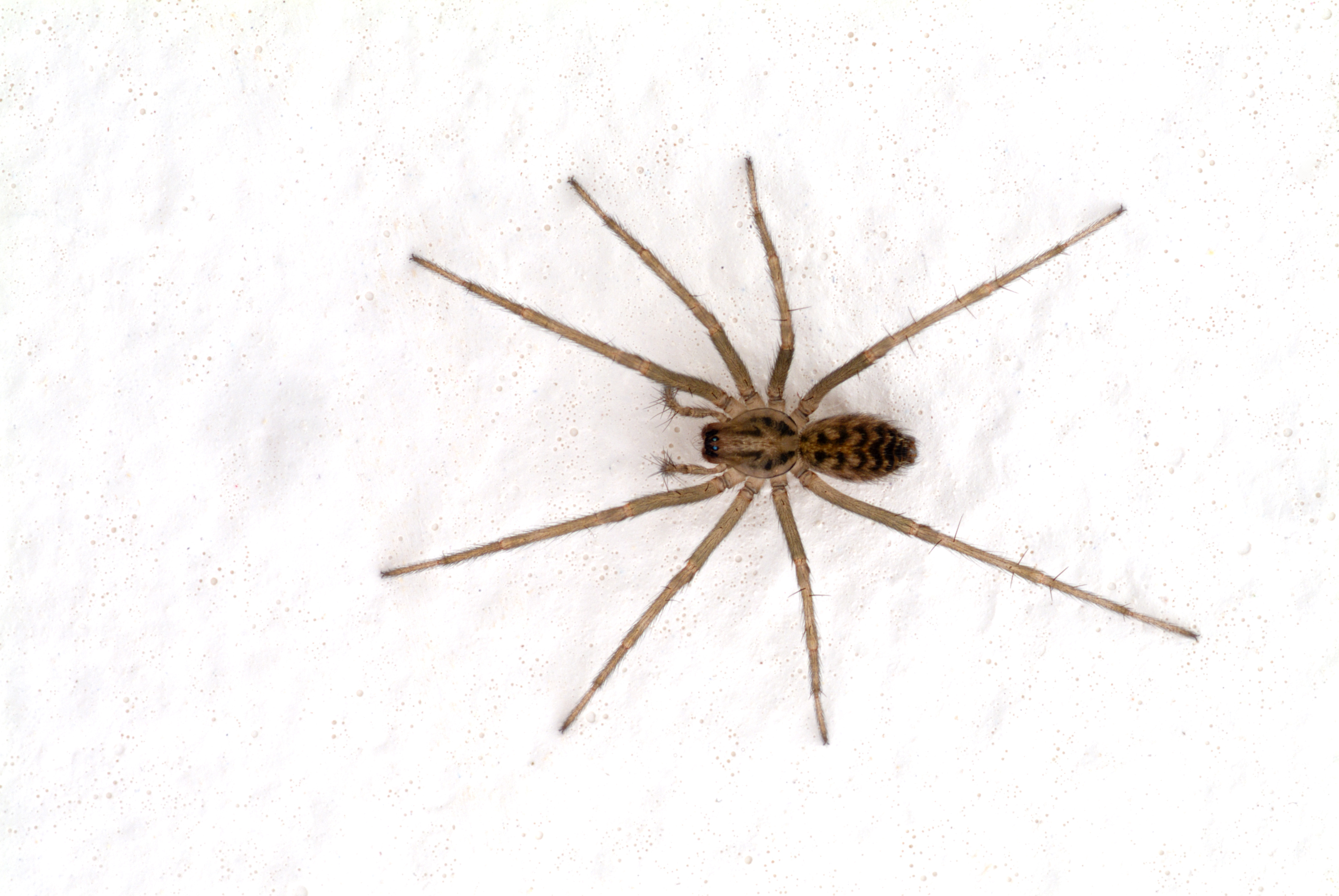 House Spider