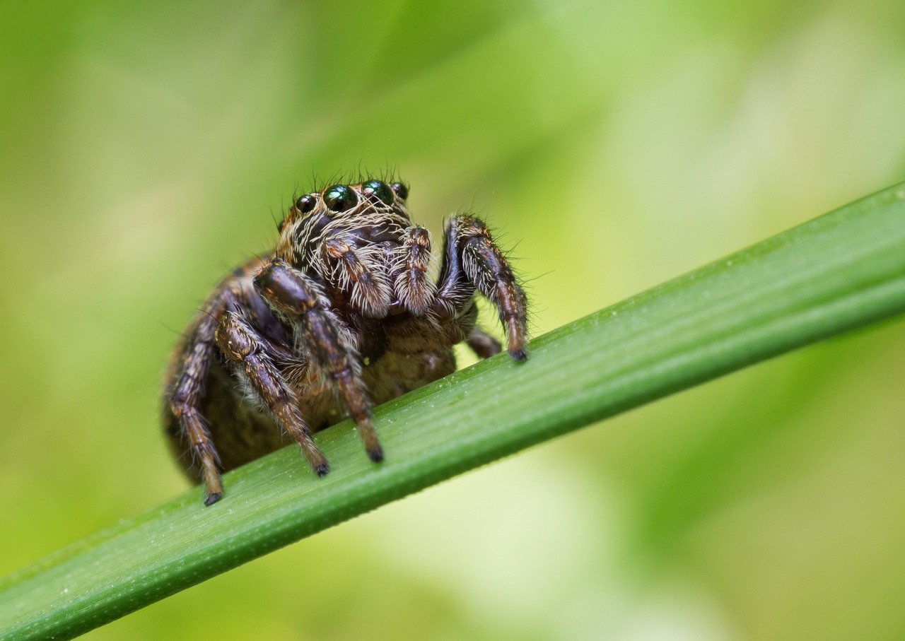 Jumping Spider