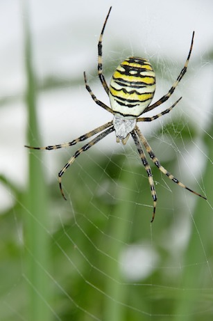 Garden Spider