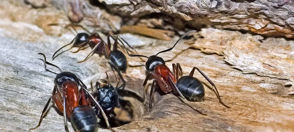 ants on wood