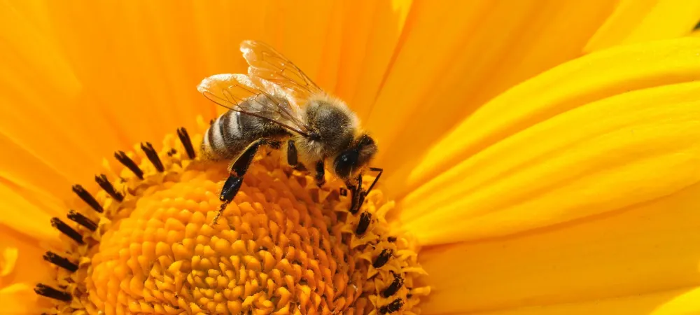 bee on flower