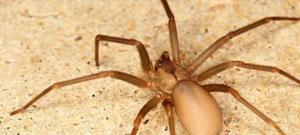 brown recluse spider