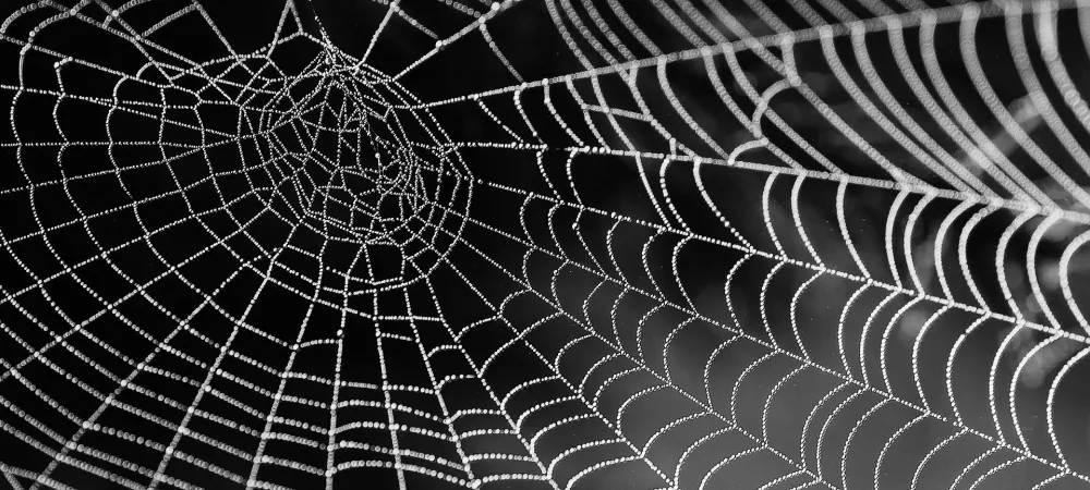 spider web