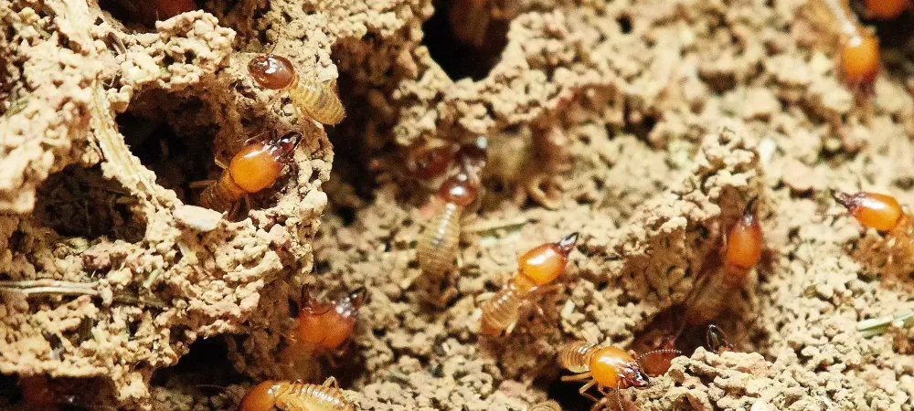 termites upclose