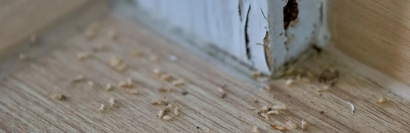 termites on the floor