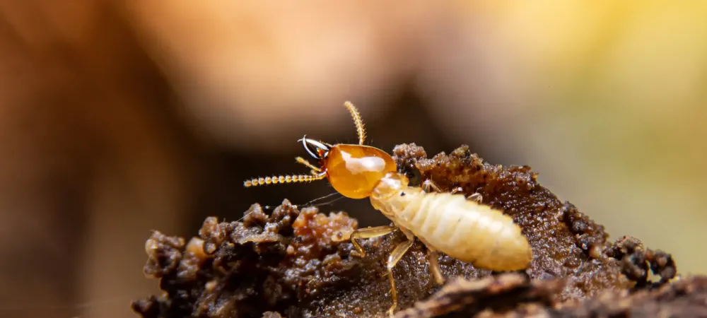 termite