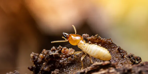 termite