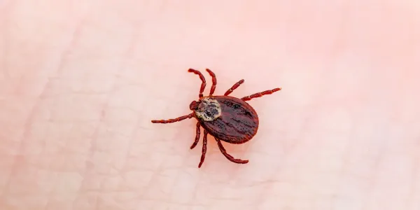 tick