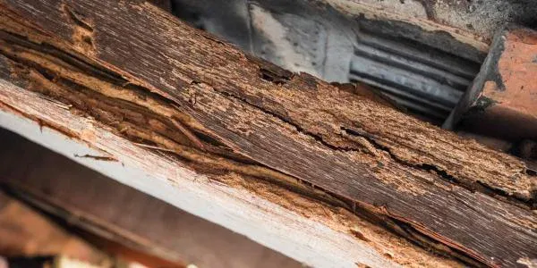 termite damage on wood
