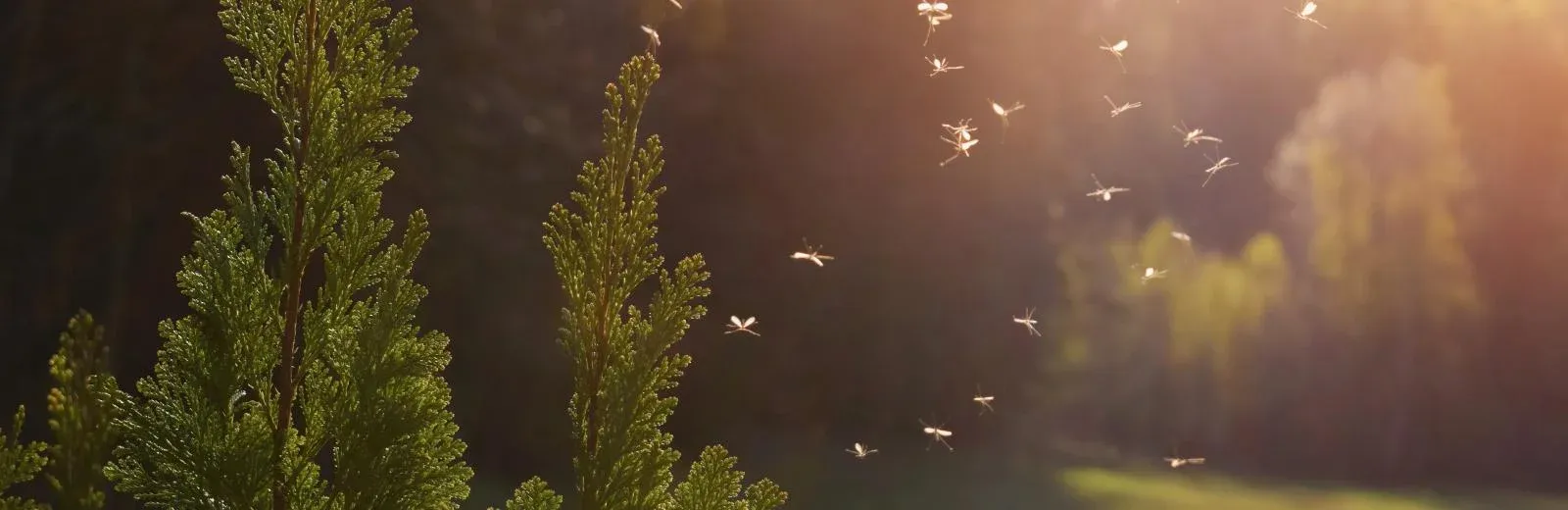 mosquitoes flying at dusk