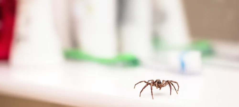 spider