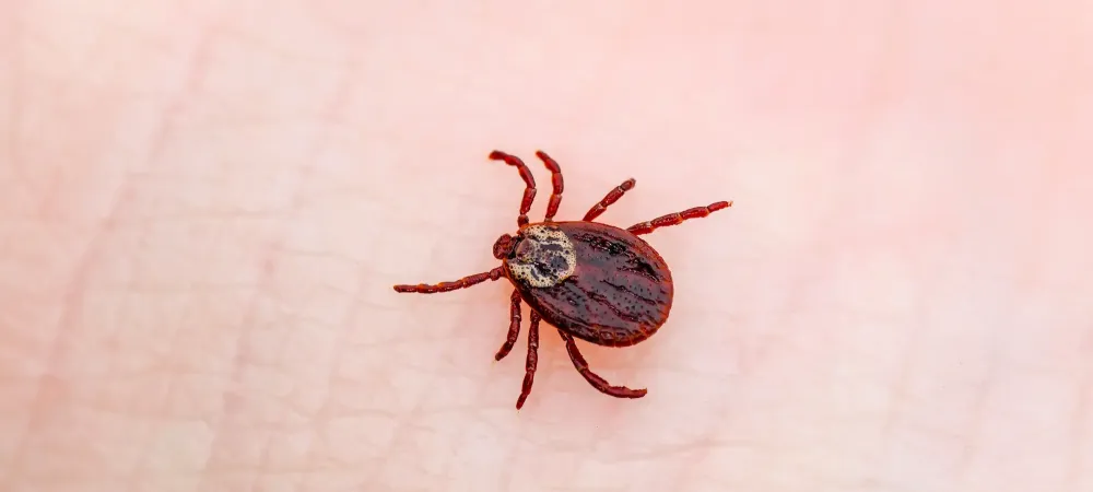tick