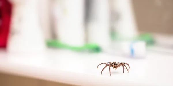 spider