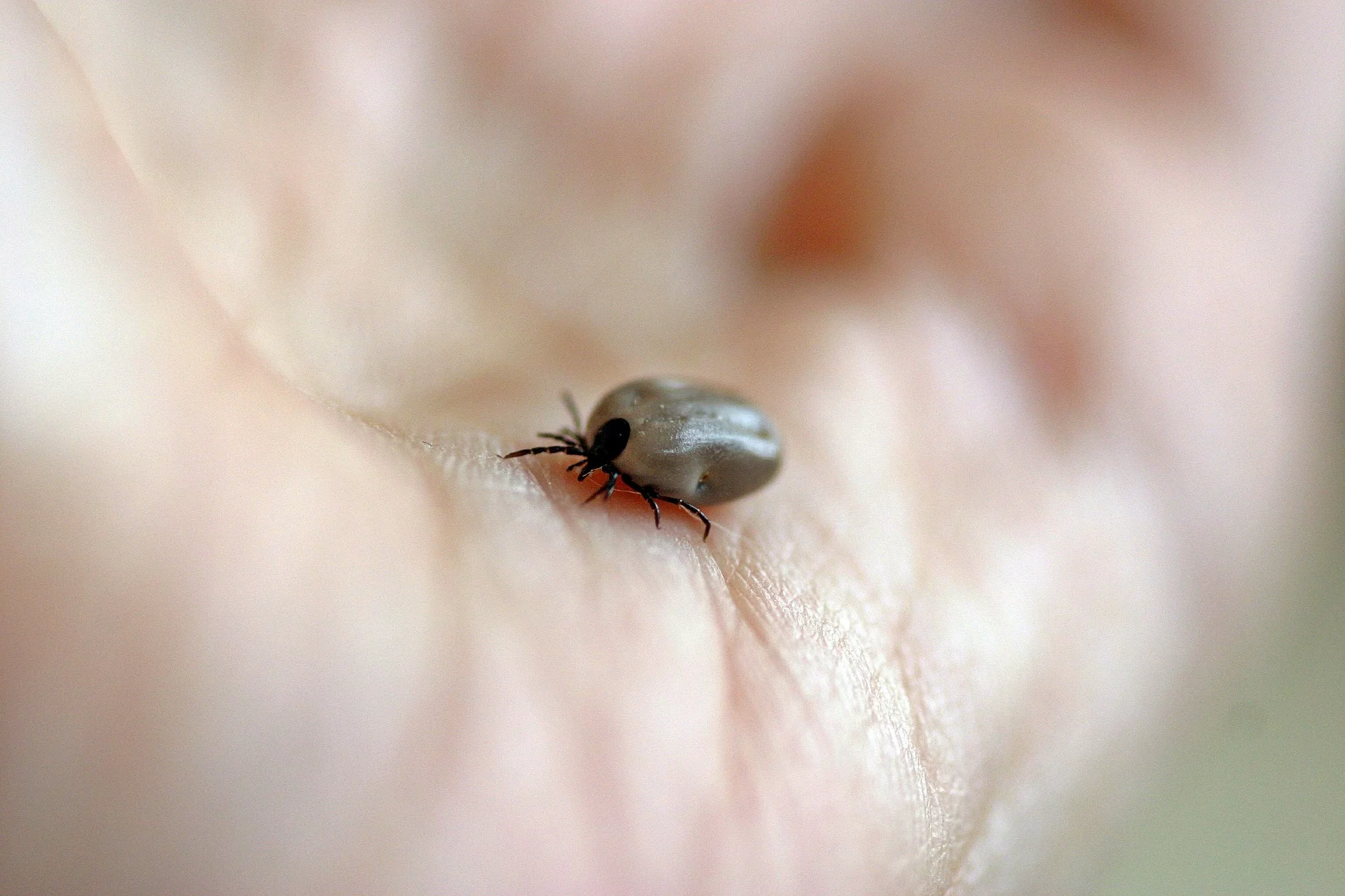 ticks infestation on animals